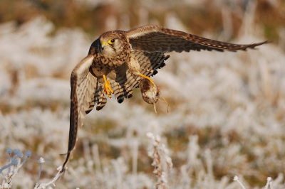 Tijdens het wachten op grotere vogels op de Polderbaan zag ik deze Torenvalk het bevroren gras induiken. Bij het wegvliegen dit plaatje geschoten en je ziet de buit in haar linkerpoot.