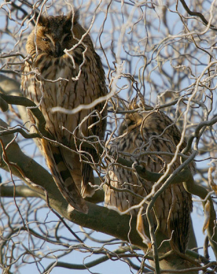 Op een mooie roestplek 7 ransuilen aangetroffen !
Ze hadden in deze kale boom toch zo'n goede camouflage dat het even duurde tot we er 7 hadden geteld.
Hier een foto van 2 van hen.