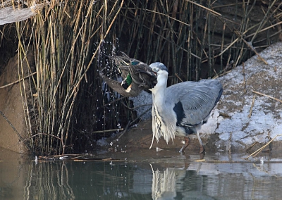 Hebbes! Een Blauwe reiger heeft een Wintertaling te pakken en schudt hem eens even flink door elkaar. De waterdruppels vliegen in het rond. Normaal gesproken is een Blauwe reiger te traag om een Wintertaling te pakken, maar deze kleine eendjes verschansen zich onder overhangend riet. Op het open water loop je immers kans gepakt te worden door een Havik, Sperwer of Slechtvalk. De Blauwe reiger had hier overigens een flinke klus aan. Iedere keer bleven de vleugels buiten de snavel steken. Let ook op het beschermende vlies over het oog van de Blauwe reiger.