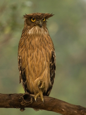 This is one of the large owls of India ... We (me and my wife) found it soaking up the morning sun while we were crossing a small stream in the forest ... The sight was Magical !!