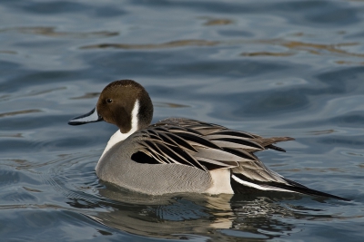 De plas hier in de buurt ligt bijna volledig vol met ijs waardoor er veel watervogels op een klein stukje water zitten. 
Af en toe zit er dan ook nog een leuke soort tussen zoals deze Pijlstaart.
