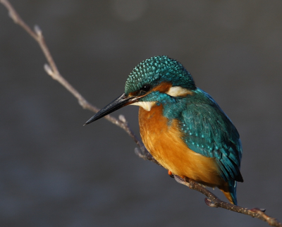 Wat van ver komt is lekker en mooi...gaat niet altijd op.
In de vijver bij ons in de wijk zitten nog een paar wakken in het ijs en daar kun je nu regelmatig een ijsvogel tegenkomen.