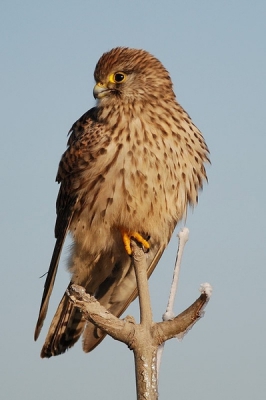 Tijdens het wachten op grotere (metalen) vogels op de Polderbaan van Schiphol kwam deze Torenvalk op een tak vlak bij mij zitten.