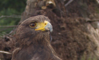 een buizerd die ik tegen kwam in de veluwe toen ik aan het spotten was