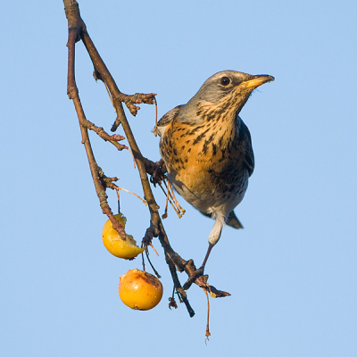 Bij de allerlaatste appeltjes van dit seizoen kon ik vandaag drie mooie soorten fotograferen: pestvogel, koperwiek en deze kramsvogel. De blauwe lucht en het zachte winterzonnetje maakten de dag weer goed.