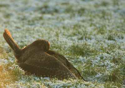 Buizerd 'mantelt' een Muskusrat, welke na een korte strijd enigszins gehavend weet te ontsnappen...