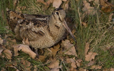 Diverse houtsnippen waargenomen afgelopen week, het lijkt wel een invasie! Het zal na de vorst wel weer afgelopen zijn, dus geniet ik nog even van de foto's na.
Marc
www.birdimage.nl