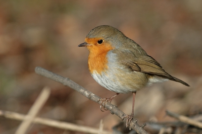 dit roodborstje kwam mij de hele tij dgezelschap houden terwijl ik wachtte op de waterral. Hij zat op mijn schoenen en mijn tas en deed bijna aanhankelijk. Mooi om zo dichtbij zo'n klein vogeltje te kunnen bekijken. En hij wou zo graag, dus mocht ook op de foto.