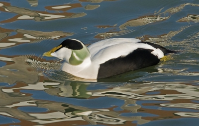 Male (common) eider swimming in beautiful sparkling conidtions