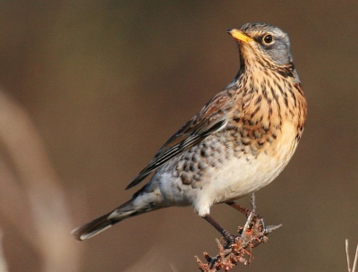Met meerdere vogels tegelijk werden de duindoornstruiken bezocht om de overrijpe bessen op te peuzelen. Aan de andere kant van de weg stonden meerder camera's de vogels op te wachten (ong. 10 meter). Het was omstreeks 15.oo uur en de zon gaf een mooi licht.