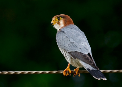 Red Necked Falcons are resident Falcons in India but their numbers are dwindling ... Hope the conservation efforts make some difference to bring them back