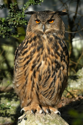 Hoewel ik het jammer vind dat hij achter gaas zit, was ik toch heel blij met deze opname waar hij zit op te warmen in de zon. Wat een prachtig beest.