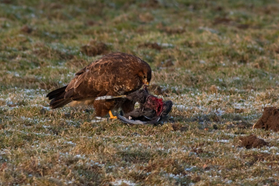 Een wandelaarster wees mij erop dat even verderop een buizerd iets zat op te peuzelen. Door de kou en de vele wandelaars langs de kromme rijn, was deze buizerd niet zo schuw meer. Ik kon daarom een tijdje genieten van deze buizerd met waterhoen...