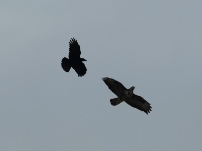 buizerd die wordt lastig gevallen door een zwarte kraai zag deze buizerd al de hele tijd rond cirkelen uit de hand geschoten dus vandaar een beetje ruis ;)