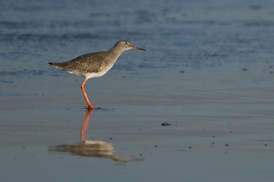 Ik zie ze niet zo veel aan de waterlijn van onze Noordzee. En dus was ik net zo nieuwsgierig als deze mooie vogel en stond in de database pagina van Birdpix