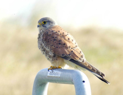<i class='fa fa-user'></i> Henk Post | Torenvalk  <i class='fa fa-eye'> 436</i>  <i class='fa fa-thumbs-up'> 1</i>   <i class='fa fa-comment-o'> 0</i>