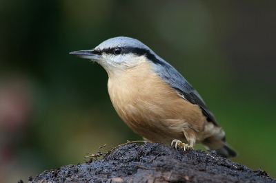 Deze boomklever zit al een paar maanden bij ons in de tuin en ik fotografeer hem dus vaak.