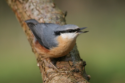 Dit is er nog een van de boomklever die bij ons in de tuin zit.