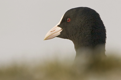 Deze Meerkoet zat net achter het dijkje, en hield me goed in de gaten.