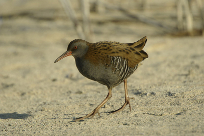 In de leeggelopen infiltratiepanden is het smullen voor diverse vogels. Waaronder deze waterrallen die elkaar het leven behoorlijk zuur maken.