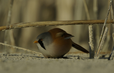 In de leeggelopen infiltratiepanden is het smullen voor diverse vogels. Waaronder deze baardman die zijn voedsel hoofdzakelijk van de grond haalt. Hierdoor een hele andere foto als wat er normaal wordt geplaatst. Als je stil op de grond blijft liggen lopen ze op een afstand van 2-3 meter rondom je wat wel een hele bijzonder ervaring is.