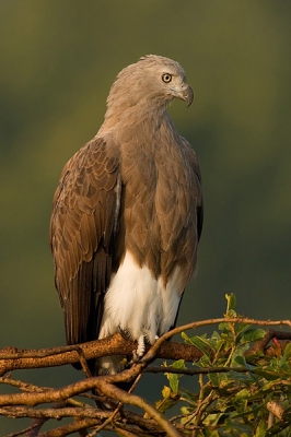 Lesser Fish Eagle is resident raptor but in Southern India where this image is shot they are found only in few pockets