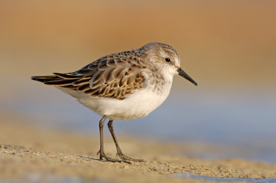 Deze Kleine Strandloper doet een dappere poging om te overwinteren op Walcheren. Hij zal het nu minder zwaar krijgen, gezien de weersomslag. Enkele dagen geleden was het gebied waar hij foerageerde in beslag genomen door schaatsers. Hij trok zich er weinig van aan en liet zich tot op minder dan een meter afstand benaderen. Om leuke foto's te maken moet je toch weer wat afstand nemen, maar de ervaring was echt uniek!