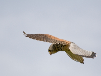 Dit is mijn eerste torenvalk in de lucht gefotografeerd.
Het was op texel in de beurt van de duinen.
Het was wel bewolkt die dag. Hij is uit de hand geschoten op 300mm.