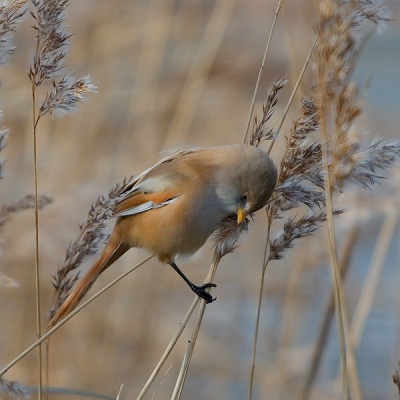 Het licht kon niet mooier zijn. Meerdere vogel liefhebbers stonden zich te vergapen aan de kunsten van enkele baardmannetjes die zich nergens iets van aan trokken.

Meer foto's op www.digitaalgeschoten.nl