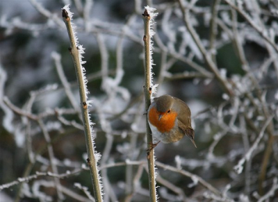 Tijdens die schitterende middag kwam ik deze roodborst tegen. De compositie was dusdanig dat ik hem naar birdpix durfde uploaden.