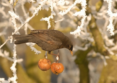 Deze merel liet zich de laatste appeltjes in de boom nog
even goed smaken