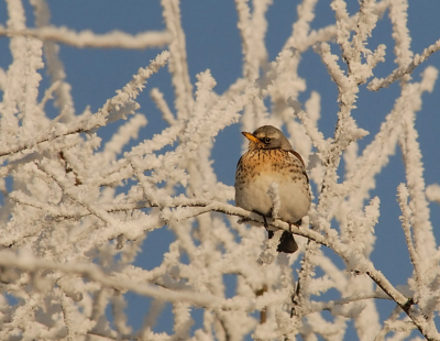 deze kramsvogel zat even lekker uit te buiken boven in de appalboom in een kleine boomgaard