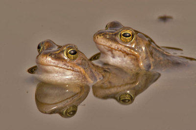 in 2003 heb ik reeds de heikikker gefotografeerd, nu waren ze er weer en het blijft toch een mooie bezigheid, om te proberen nog betere te maken.