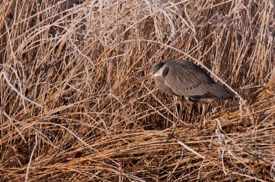 Deze reiger sloop een beetje onhandig door het riet omdat  hij niet echt keek war hij liep en zijn poten steeds achter de stengels bleven hangen.