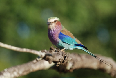 This picture was take shortley after the Fork tailed drogo. The Lilac breasted roller chased the Fork tailed drongo of the perch and came and posed for its picture to be taken.