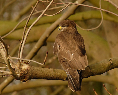 Deze buizerd liet zich redelijk benaderen en zat eens niet op een weidepaal.