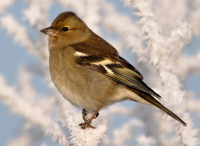 vink op aangevroren mist takken .
het was koud maar de moeite waard in zo een mooie omgeving .