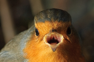 deze roodborst laat het achterste van z'n tong zien