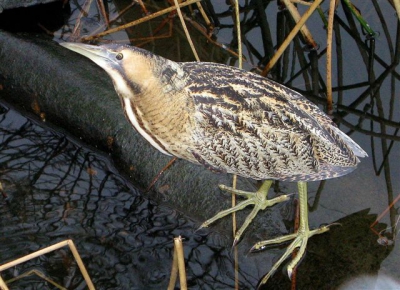 Niet zo'n mooi weer dus flits gebruikt. De vogel zat op een onverwachte plek en schrok niet van het flitsen.