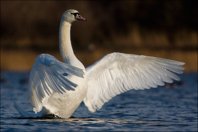 De weerman beloofde in de namiddag wat zon, en gelijk had ie. Ik kon nu even mooi naar de plaatselijke plas waar tussen de brilduikers, smienten en andere eendsoorten deze elegante zwaan zwom. Ik ben erg blij met deze foto want de lens die ik gebruik doet het uitzonderlijk goed en had niet dit resultaat verwacht. Ik heb voor deze foto op mijn buik moeten liggen voor het gewenste resultaat


Sorry voor de kwaliteitsverlies door de 150kb limiet.