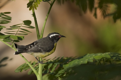 Deze Suikerdiefjes zijn zeer talrijk hier op Curacao, alleen zijn het zeer bewegelijke vogeltjes.
Dus om ze er goed op te krijgen moet je heel wat mb-tjes weg gooien, maar ja na een beetje geduld lukt het dan wel in de warmte van Curacao.
Ondanks dat ze er veel zitten blijven het leuke vogeltjes om te fotograferen.