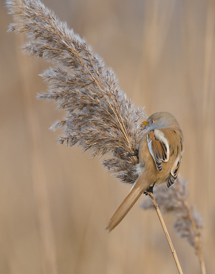 Nog maar een uit de baardmannetjes serie (vrouwtje deze keer).
Geweldige dag gehad al lopend over het ijs met statief voor me uit duwend.
Er stond wel aardig wat wind waardoor de riethalmen behoorlijk heen en weer zwiepten,veel mislukt maar toch een paar mooie aan over gehouden.