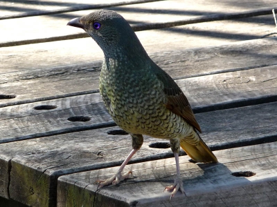 Nog een plaatje van een vrouwtje van deze bijzondere vogel. Jammer dat we het mannetje niet gezien hebben.