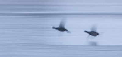 En hier nog een vaag-foto van mijn Meerkoeten bewegings experiment
Eigenlijk vind ik het mooiste aan vogels, dat ze kunnen vliegen. 

Vandaag geprobeerd om Meerkoeten te fotograferen in de vlucht. Op iso 100 gezet, diafragma 6.3, +2 overbelicht en ik kwam uit op 1/5 sec! En dit is het resultaat! 
Dit smaakt (bij mij althans) naar meer! Hier ga ik lekker mee verder experimenteren. Wat ik er zo mooi aan vind is dat je in die 1/5 sec meerdere momenten belicht. En er zitten verrassend scherpe elementen tussen. Kijk maar eens naar een enorme uitsnede van de bovenste meerkoet van de andere foto (staat in mij pa [url]http://www.birdpix.nl/album_page.php?pic_id=159132