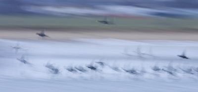 Eigenlijk vind ik het mooiste aan vogels, dat ze kunnen vliegen. 

Vandaag geprobeerd om Meerkoeten te fotograferen in de vlucht. Op iso 100 gezet, diafragma 6.3, +2 overbelicht en ik kwam uit op 1/5 sec! En dit is het resultaat! 
Dit smaakt (bij mij althans) naar meer! Hier ga ik lekker mee verder experimenteren. Wat ik er zo mooi aan vind is dat je in die 1/5 sec meerdere momenten belicht. En er zitten verrassend scherpe elementen tussen. Kijk maar eens naar een enorme uitsnede van de bovenste meerkoet (staat in mij pa [url]http://www.birdpix.nl/album_page.php?pic_id=159132