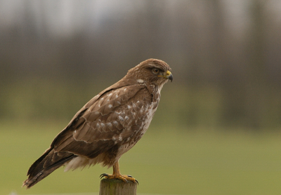 Ook deze buizerd liet zich vanmiddag nog even vastleggen , al leverd dit wel het "standaard"plaatje op.