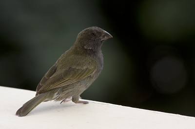 Dit was een makkelijk vogeltje om te fotograferen, zoals jullie kunnen zien mist hij de helft van zijn rechter pootje.
Misschien dat hij daarom iedere dag bij ons even langs kwam om even iets eten mee te pakken.
Maar ondanks dat ze niet zo veel kleur hebben zijn het wel mooie vogeltjes.