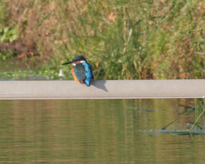 ik had al 2 maanden zitten wachten op een ijsvogel in het nieuwleeuwenhorstbos, maar had steeds geen geluk hem vast te leggen, toen kwam mijn fotomaat langs en zei er zit er nu 1 in de sloot buiten onze wijk de grashoek te noordwijk-binnen.