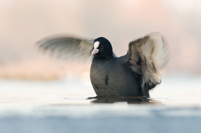 Het oogje dus een klein tikkie contrast gegeven en een berg verzadiging erbij gedaan