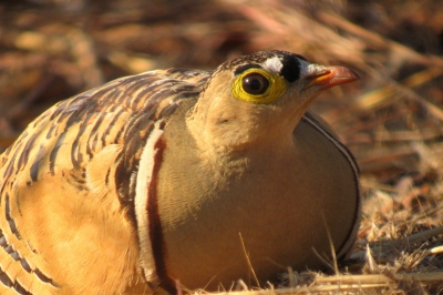Mijn primeur op birdpix. Net terug van een 2-weekse vogelreis door Gambia met een schitterende vogellijst van 318 soorten.Met onze supergids Mustapha Kassama vele goeie plekken bezocht en een hoop heerlijke vogelmomenten meegemaakt.  Veel (digiscoop) foto's gemaakt, waarvan sommige met een aardig resultaat. Zoals van deze Four-banded Sandgrouse op de North Bank net iets ten noordwesten van Georgetown. Deze soort ook op drinkplaatsen gezien in de schemer, aantallen namen dan toe tot 200-300 vogels!